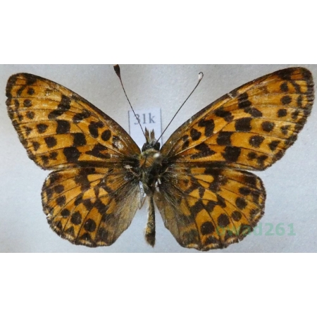 Boloria angarensis (Erschoff, 1870) male Russia31k